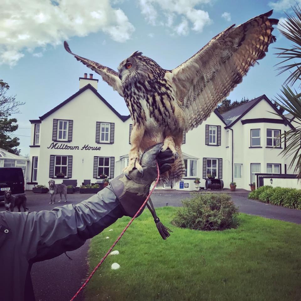 Milltown House Dingle Hotell Exteriör bild